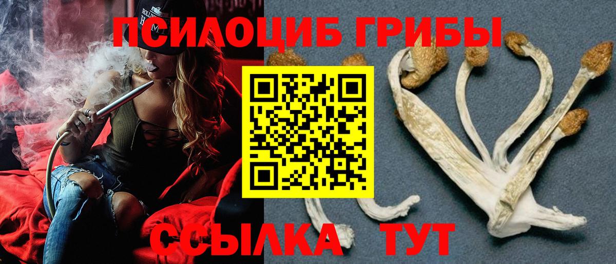Галлюциногенные грибы Psilocybe Ишимбай